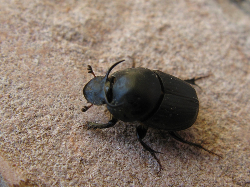 Onthophagus taurus...?